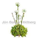 Tufted Saxifrage - Saxifraga caespitosa - Dicotyledonous - Saxifragaceae