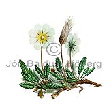 Mountain Avens - Dryas octopetala - Dicotyledonous - Rosaceae