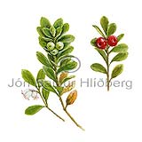 Bear-berry - Arctostaphylos uva-ursi - Dicotyledonous - Ericaceae