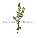 Dwarf Birch - Betula nana - Dicotyledonous - Betulaceae
