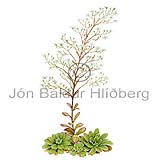 Pyramidal Saxifrage - Saxifraga cotyledon - Dicotyledonous - Saxifragaceae