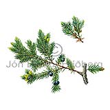 Einir - Juniper communis - einkimblodungar - Grtviartt