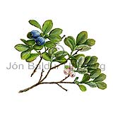 Blber blberjalyng - Vaccinium uliginosum - tvikimblodungar - Lyngtt