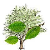 Beech - Fagus sylvatica - Dicotyledonous - Fagaceae