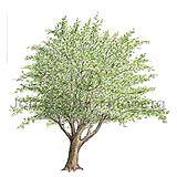 Beech - Fagus sylvatica - Dicotyledonous - Fagaceae