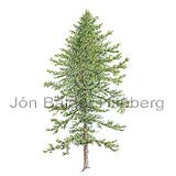 Douglas fir - Pseudotsuga menziesii - Monocotyledones - Pinaceae
