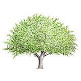 Sycamore Maple - Acer pseudoplatanus - Dicotyledonous - Aceraceae