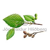 Alder - Alnus - Dicotyledonous - Betulaceae