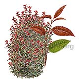 Prunus sp. - Prunus - Dicotyledonous - Rosaceae