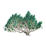 Dwarf pine - Pinus mugo - Monocotyledones - Pinaceae