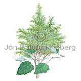 -Aspen - Populus x canescens - Dicotyledonous - Salicaceae