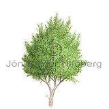 Downy-birch - Betula pubescens - Dicotyledonous - Betulaceae