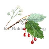 Swedish Whitebeam - Sorbus intermedia - Dicotyledonous - Rosaceae
