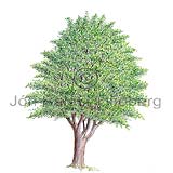 Swedish Whitebeam - Sorbus intermedia - Dicotyledonous - Rosaceae