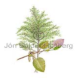 aspen - Populus tremula - Dicotyledonous - Salicaceae