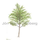 -Aspen - Populus tremula - Dicotyledonous - Salicaceae
