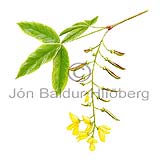 Laburnum sp - Laburnum sp - Dicotyledonous - Fabaceae