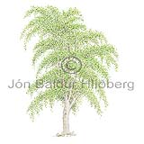 Common Silver Birch - Betula pendula - Dicotyledonous - Betulaceae