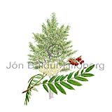 Mountain Ash, Rowan - Sorbus acuparia - Dicotyledonous - Rosaceae
