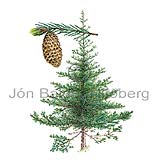 Sitkagreni - Picea sitchensis - einkimblodungar - allartt