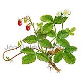 Fragaria vesca - Wild strawberry - Dicotyledonous - Rosaceae