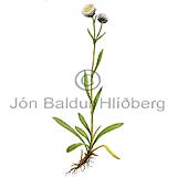Alpine Fleabane - Erigeron borealis - Dicotyledonous - Asteraceae