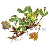 Creeping Sibbaldia - Sibbaldia procumbens - Dicotyledonous - Rosaceae