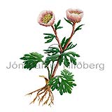 Glacier buttercup - Ranunculus glacialis - Dicotyledonous - Ranunculaceae