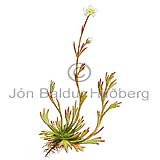 Common Mossy Saxifrage - Saxifraga hypnoides - Dicotyledonous - Saxifragaceae