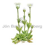 Msareyra - Cerastium alpinum - tvikimblodungar - Hjartagrasatt