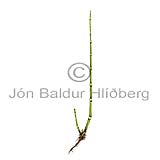 Rough horsetail - Equisetum hyemale - Ferns - Equisetaceae