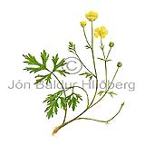 Skrisley - Ranunculus repens - tvikimblodungar - Sleyjartt