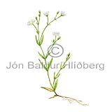 Akurarfi - Stellaria graminea - tvikimblodungar - Hjartagrasatt