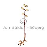 Coralroot Orchid - Corallorhiza trifida - Dicotyledonous - Orchidaceae