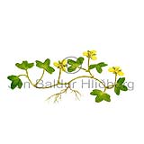 Arctic Buttercup - Ranunculus hyperboreus - Dicotyledonous - Ranunculaceae