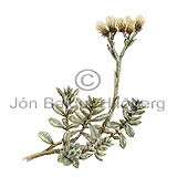 Alpine Cat´s foot - Antennaria alpina - Dicotyledonous - Asteraceae