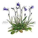 Harebell / Bluebell - Campanula rotundifolia - Dicotyledonous - Campanulaceae