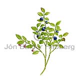 Aalblberjalyng - Vaccinium myrtillus - tvikimblodungar - Lyngtt
