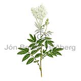 Meadow Sweet - Filipendula ulmaria - Dicotyledonous - Rosaceae