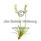 Proliferous Fescue - Festuca viviparia - Monocotyledones - Poaceae