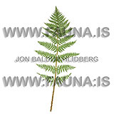 Alpine / Broad Buclefern - Dryopteris assimilis - Ferns - Ophioglossaceae