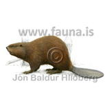 North american beaver (Castor canadensis) - Castor canadensis - nagdyr - Nagd�r