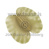 Birki - Betula pubescens - tvikimblodungar - Birkittin