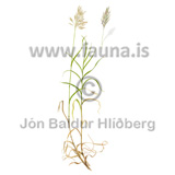 Arctic brome, - Bromus inermis - otherplants - Poaceae