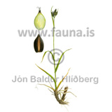 Ststr - Carex atrata - Velji yfirflokk - Velji undirflokk