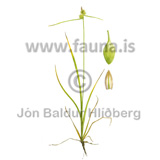 Yellow sedge - Carex flava - Monocotyledones - Cyperaceae