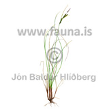  Mýrastör - Carex nigra - Veljið yfirflokk - Stararætt