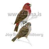 Common rosefinch - Carpodacus erythrinus - Velji category - Velji subcategory