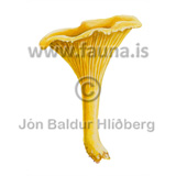 Chanterelle  - Cantharellus cibarius - otherplants - Fungi