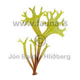  Irish moss, Carraigin, green from exposed growt area.  -  Chondrus crispus - Veljið category - Rhodophyceae